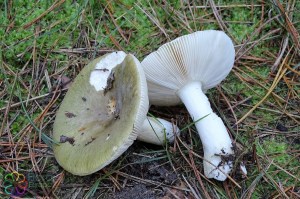 Russula heterophylla (2) (1200 x 800).jpg_product_product_product_product